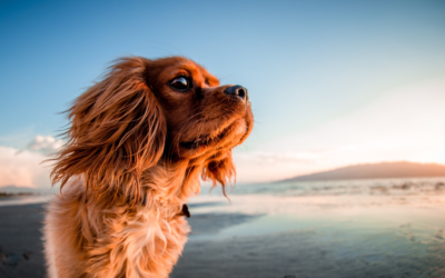2023: VACANZE DA CANI (E GATTI)